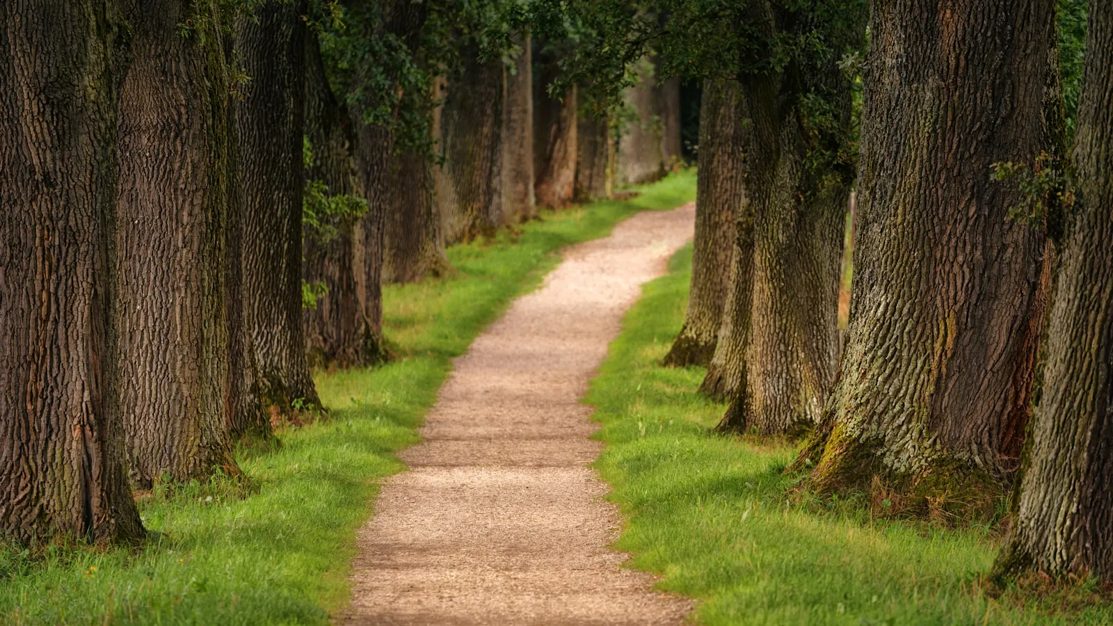 A tree-lined walking path through a town park
