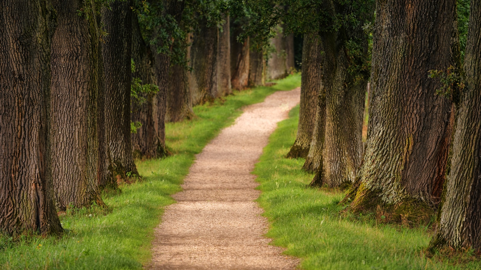 A maintained path through a town park